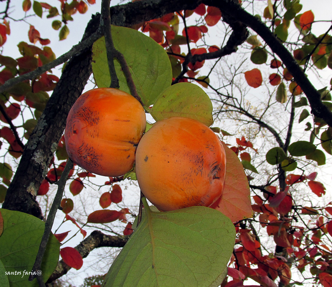 IMG_1340b.jpg