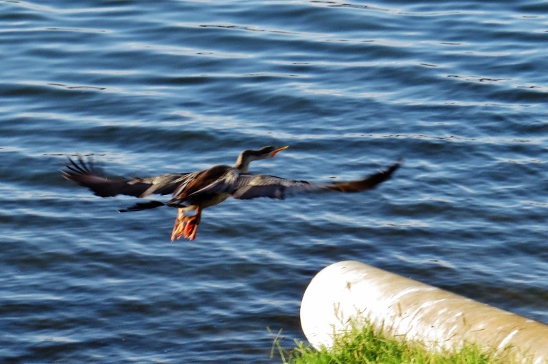 australian darter 4 (800x532)