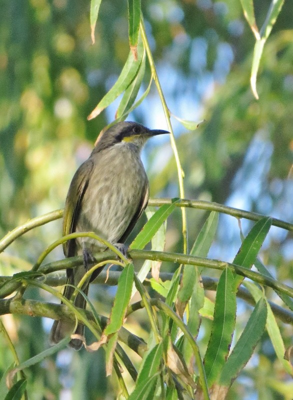 singing honeyeater 1a