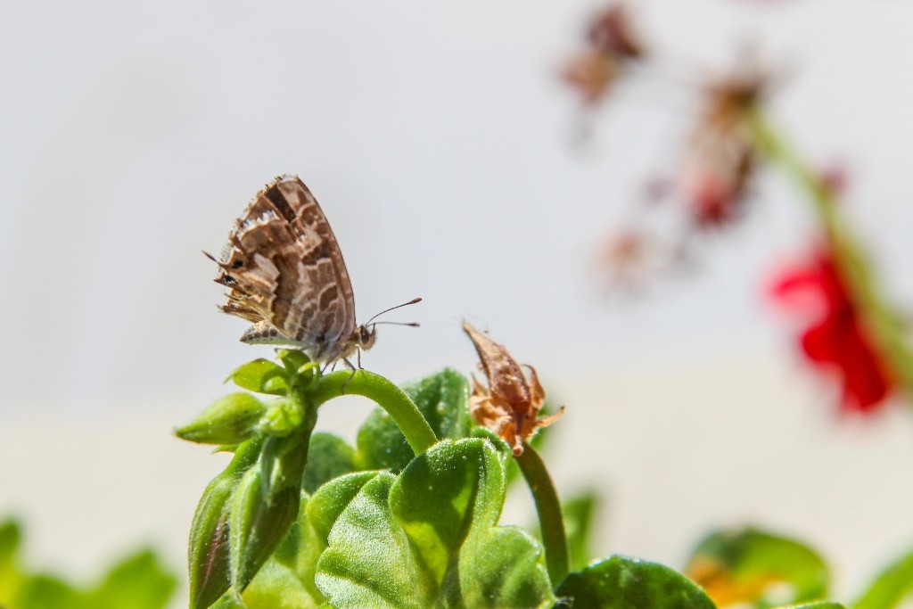borboleta geranio 3