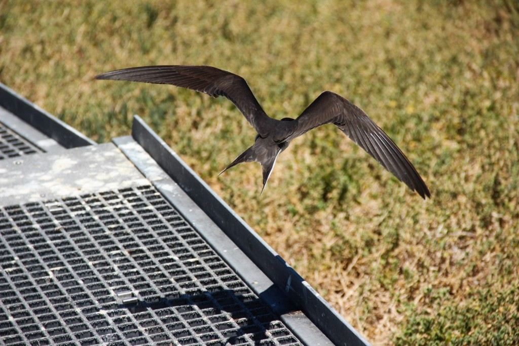bridled tern a 14