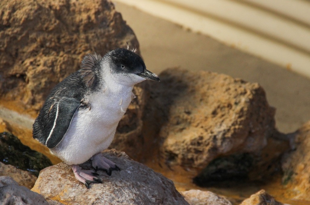 little penguin a 15 2