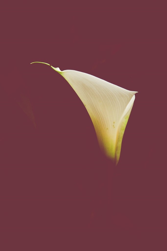 jarro jardim botanico 5