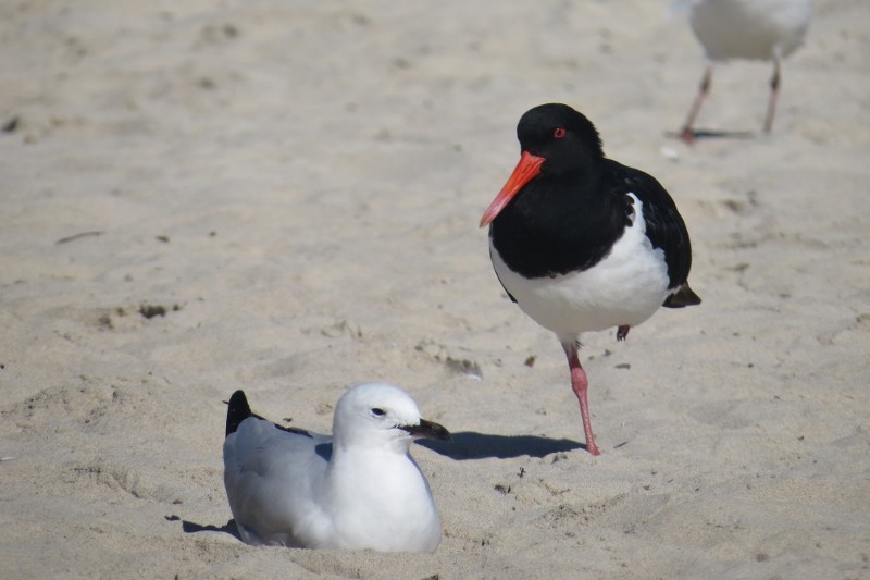 haematopus longirostris 1 (800x533)