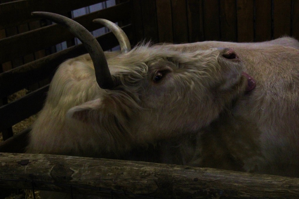 animals perth royal show a 12 (1024x683)