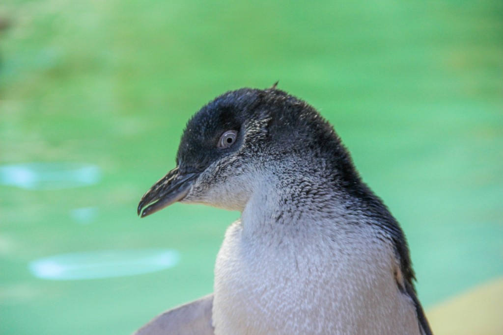 little penguin 1