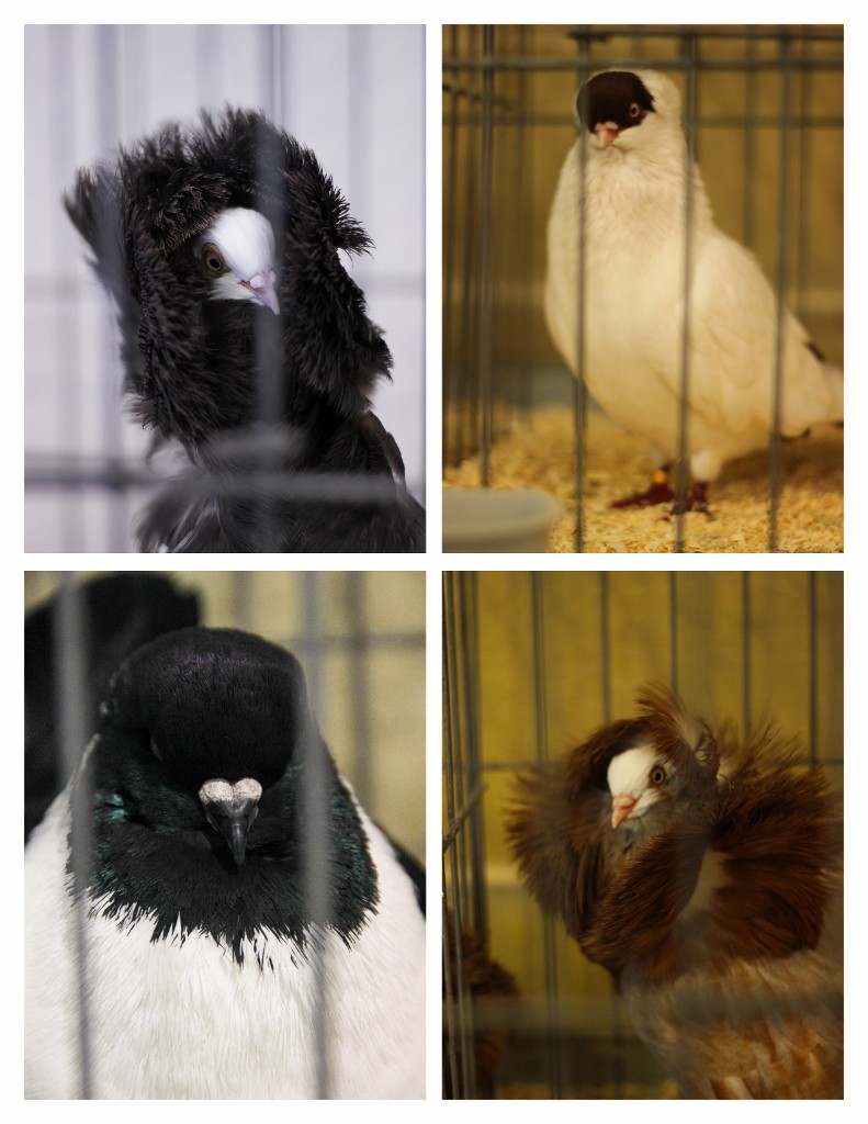 pidgeons perth royal show 4