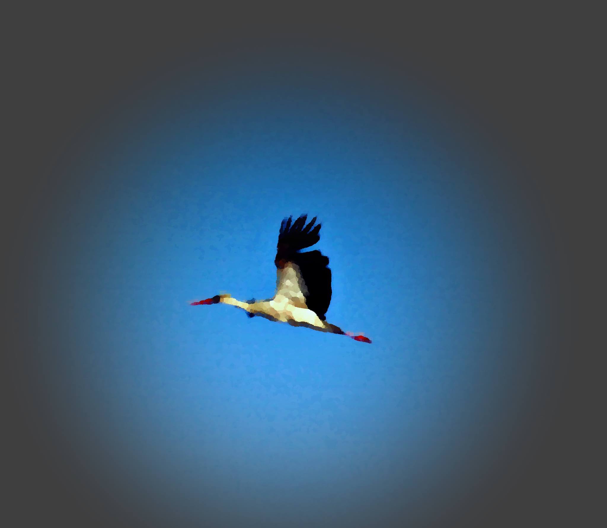 11312927_10200500562313116_7689113596701987127_o.j