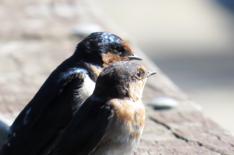 hirundo neoxena 4