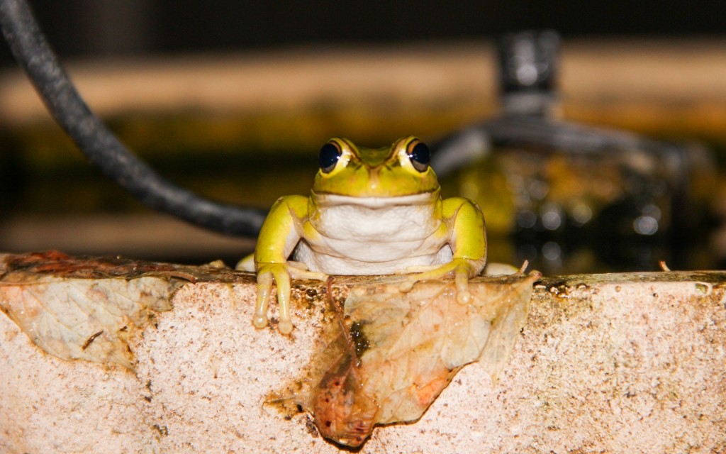 green tree frog 3