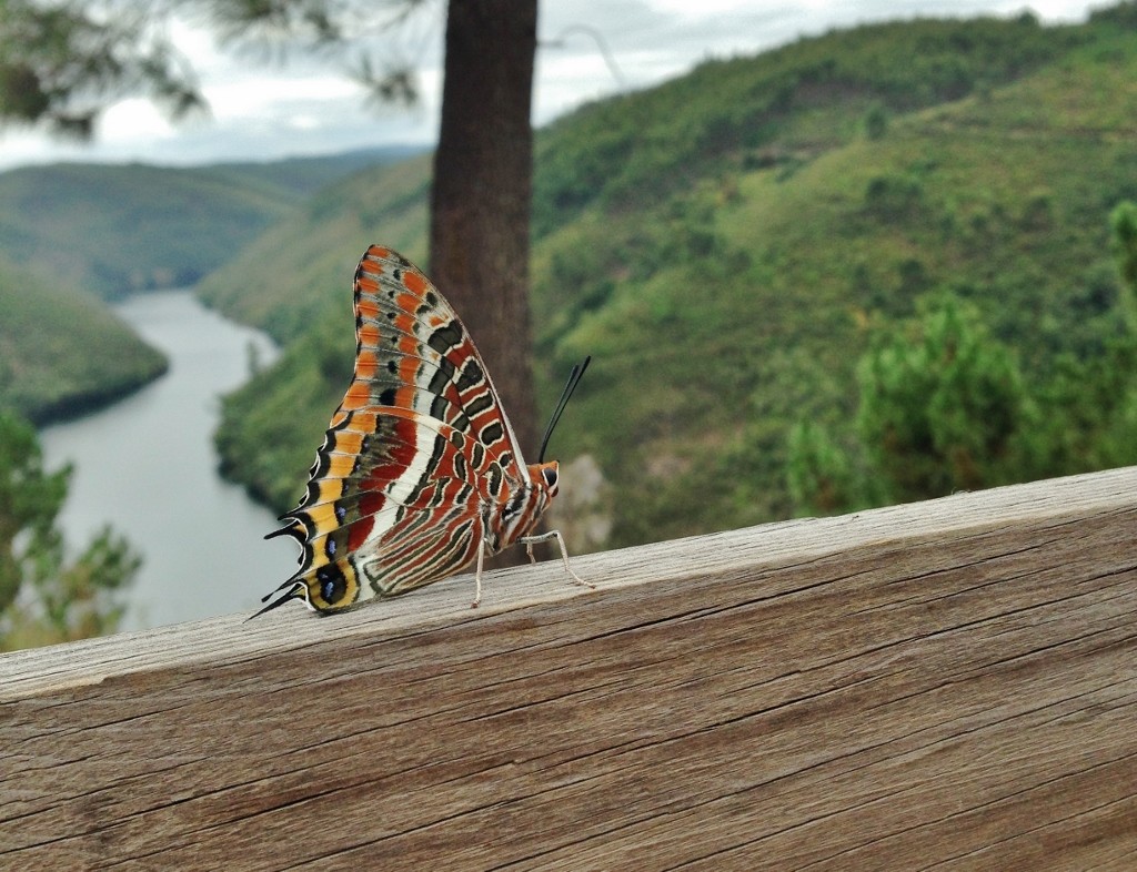 borboleta-do-medronheiro Paulo_Pereira 1