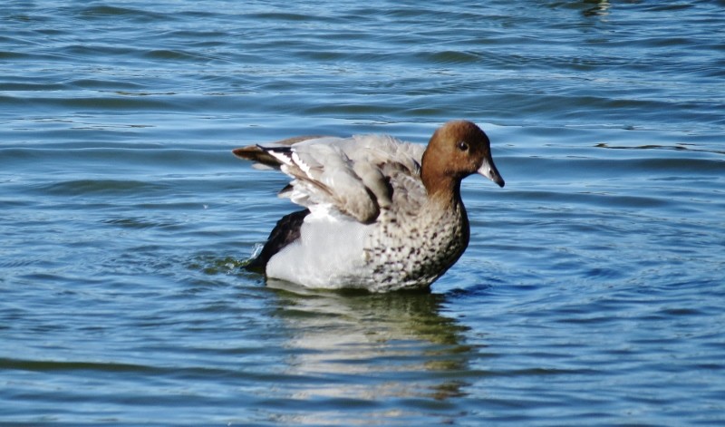 chenonetta jubata a 16