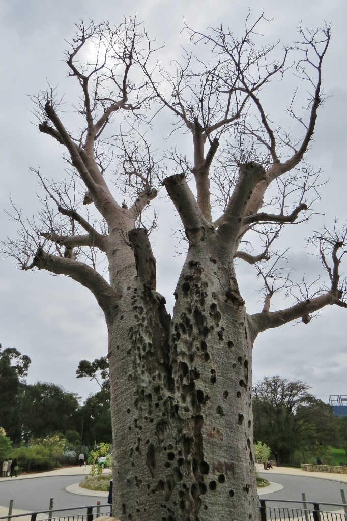 giant baobab kings park 1
