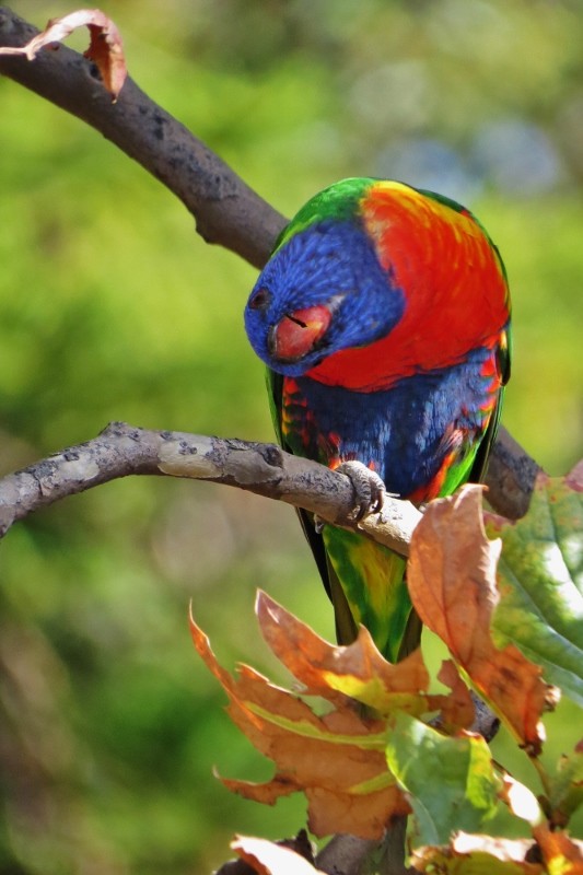 rainbow lorikeet a 19