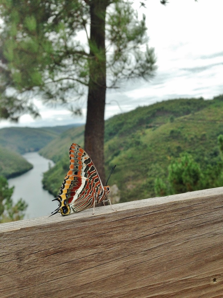 borboleta do medronheiro paulo pereira 2