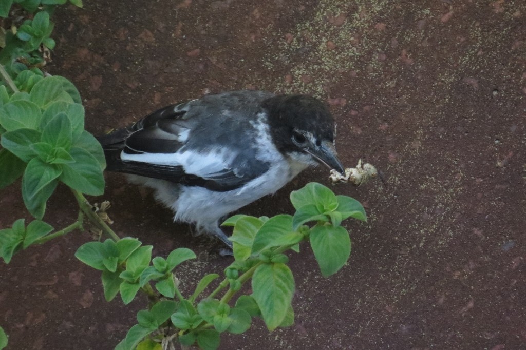 butcherbird 3