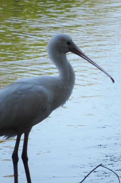 platalea flavipes 8 (426x640)