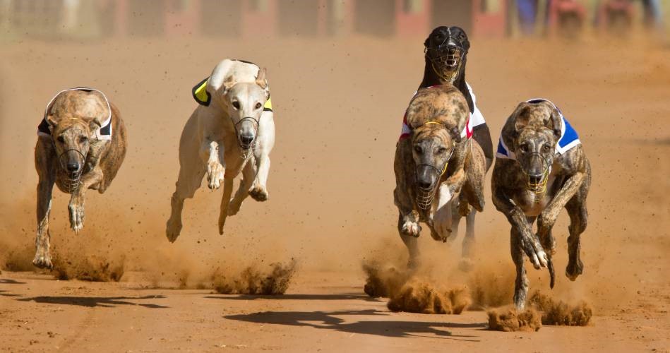 GALGOS.jpg GALGOS.jpg