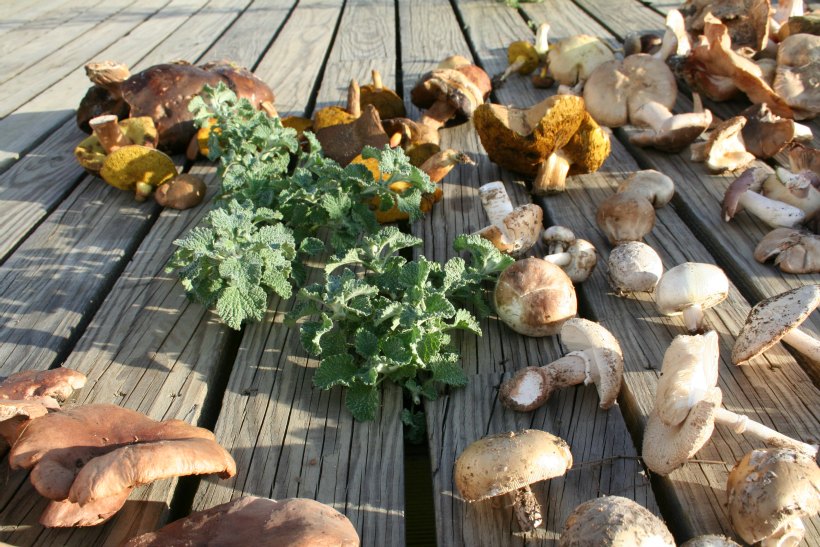 HerdadeFreixoMeio10 by HContadas