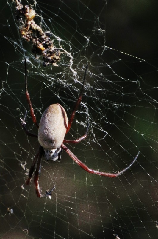 Nephila edulis 7