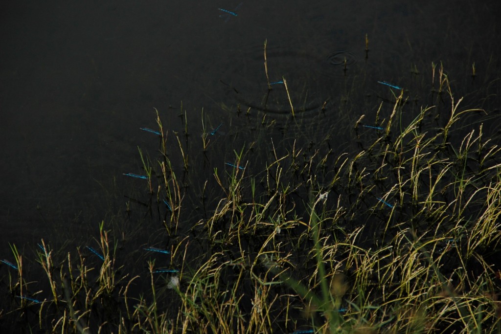 blue ringtail 2 (1024x683)