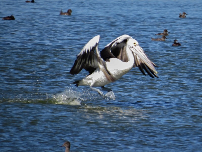 pelicano 9 (800x600)