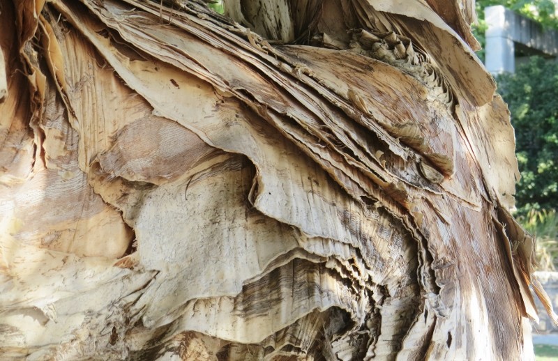 paperbark tree 2