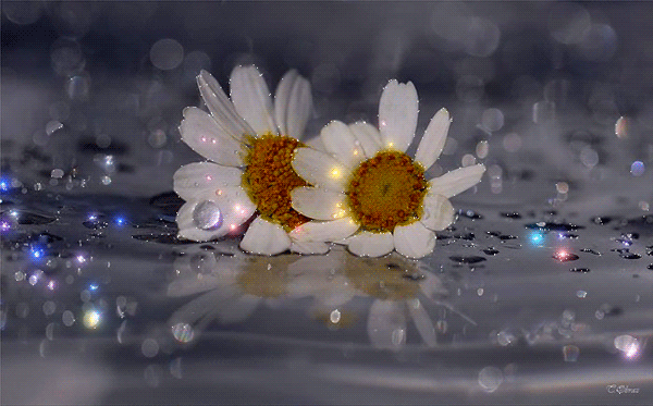 https://fotos.web.sapo.io/i/ocb01ebb9/15927563_Flkh1.gif