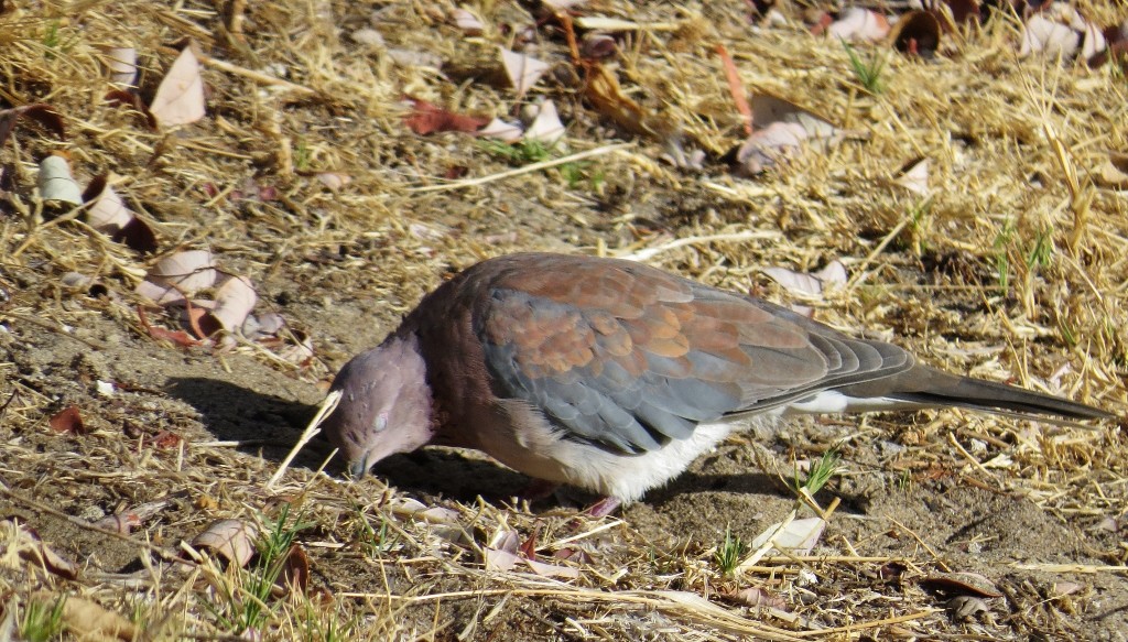 laughing dove 5