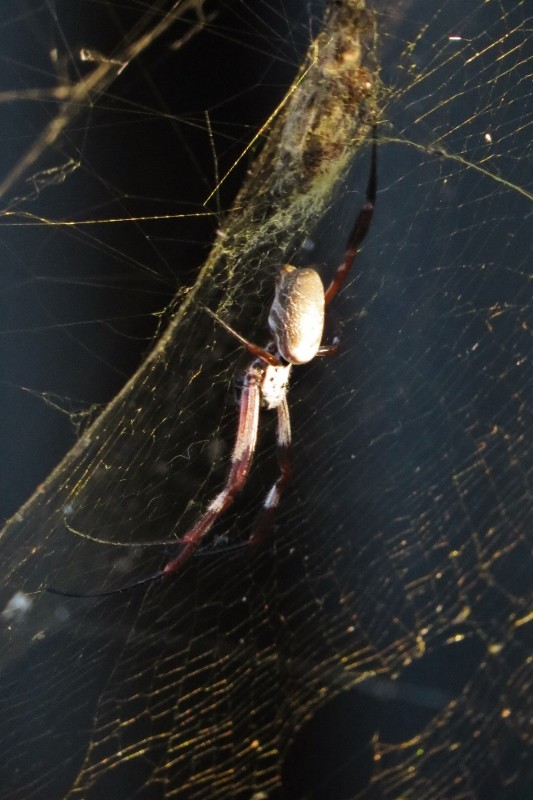 Nephila edulis 3