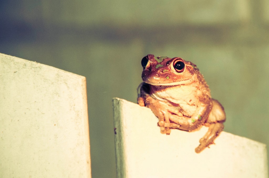 green tree frog-34 (1024x678)
