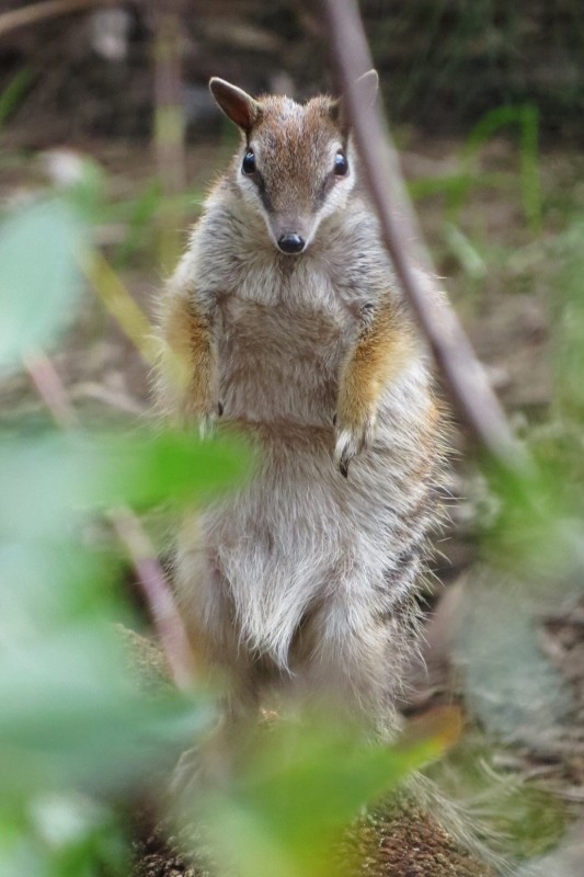 numbat 2