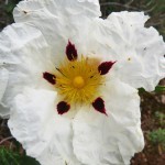 cistus ladanifer2