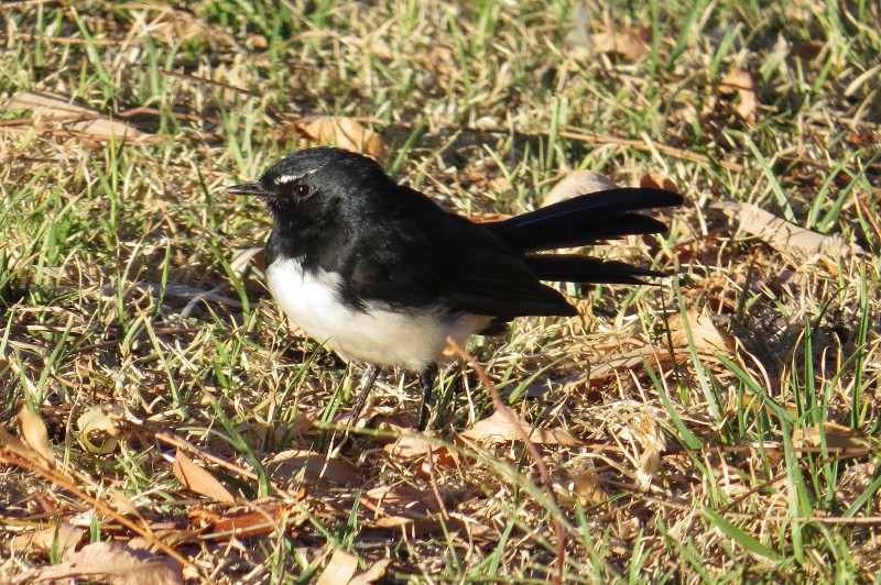 willie wagtail 4