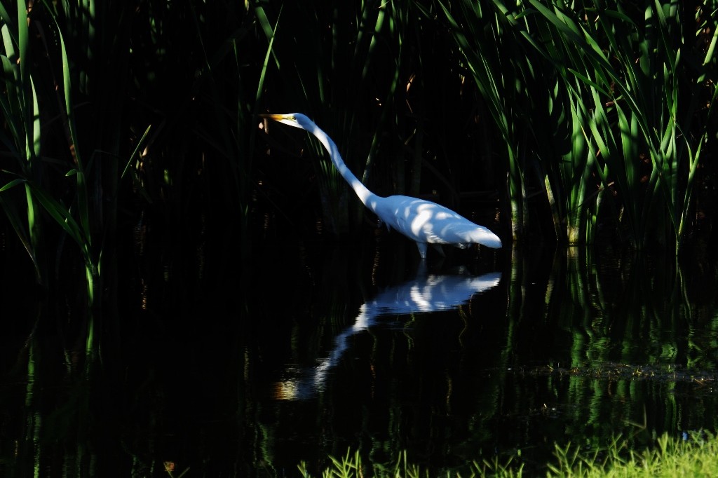 ardea alba 3