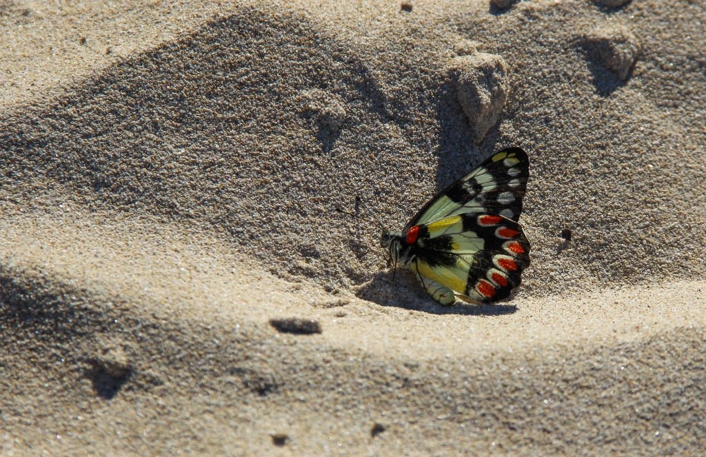 red-spotted jezebel 3
