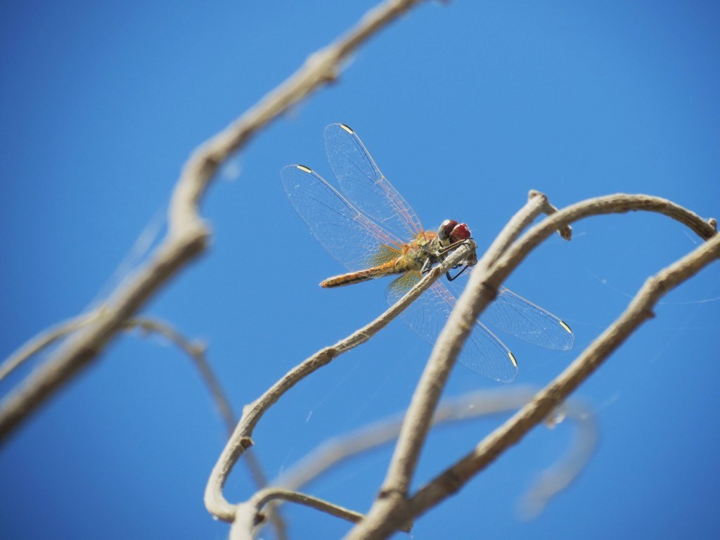 libelinha_armacao_de_pera