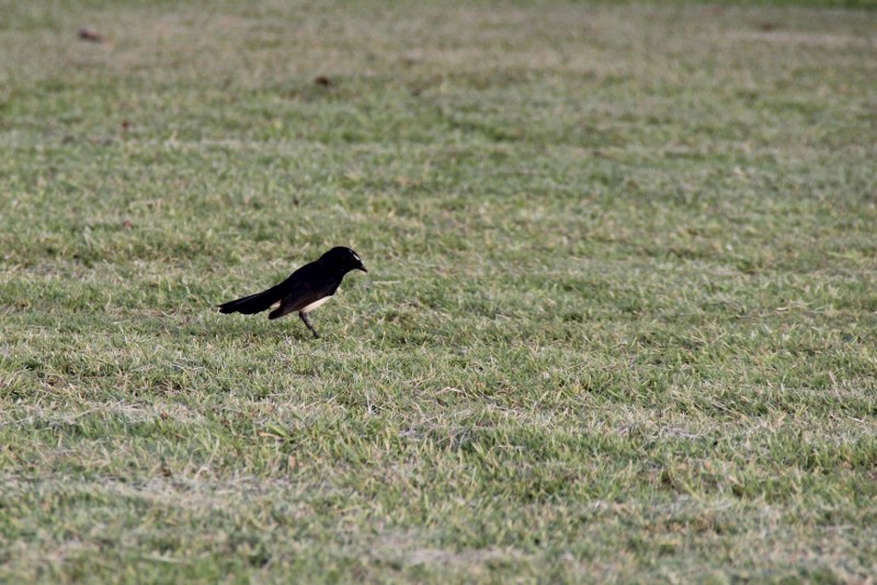 willie wagtail b 24