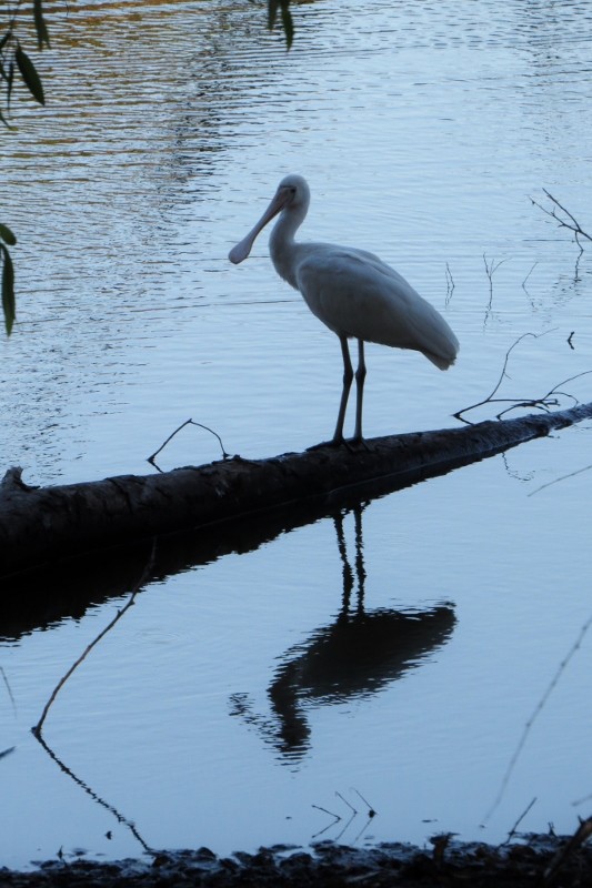 platalea flavipes 4 (533x800)