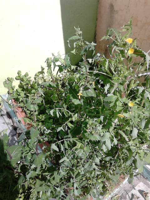 DSC_0074.jpg DSC_0074.jpg