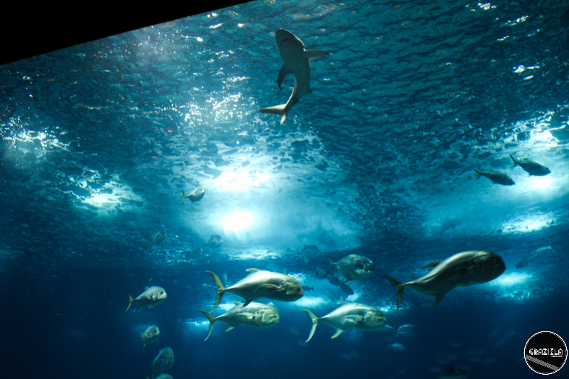 IMG_4698-20.jpg IMG_4698-20.jpg