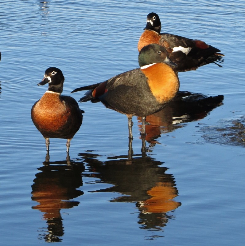 shelduck 8 (798x800)