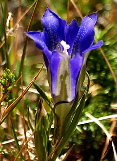 A Corça (Serra do Soajo) 