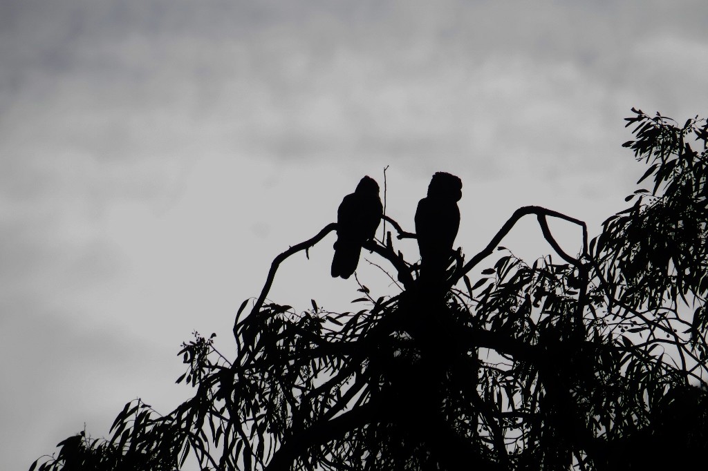 carnabys black-cockatoo 3