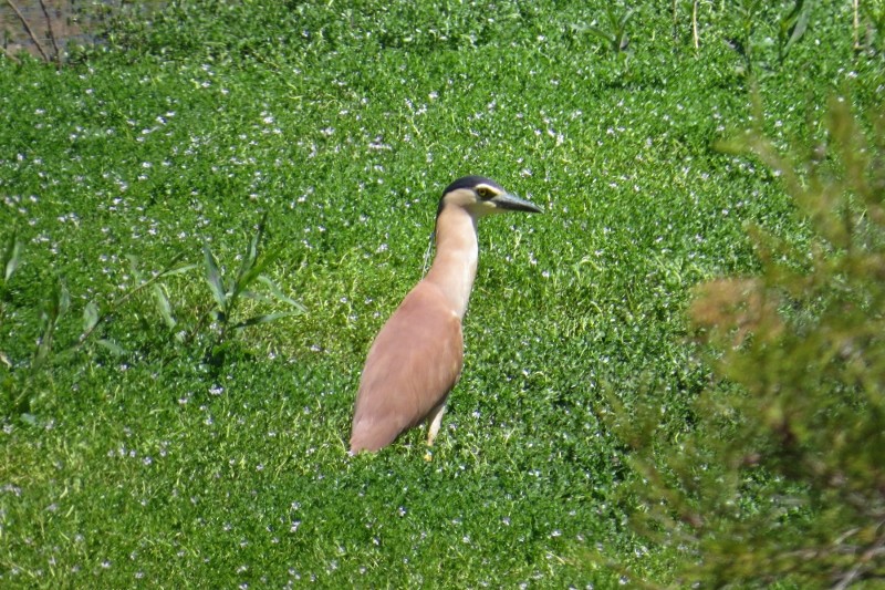 night heron 4