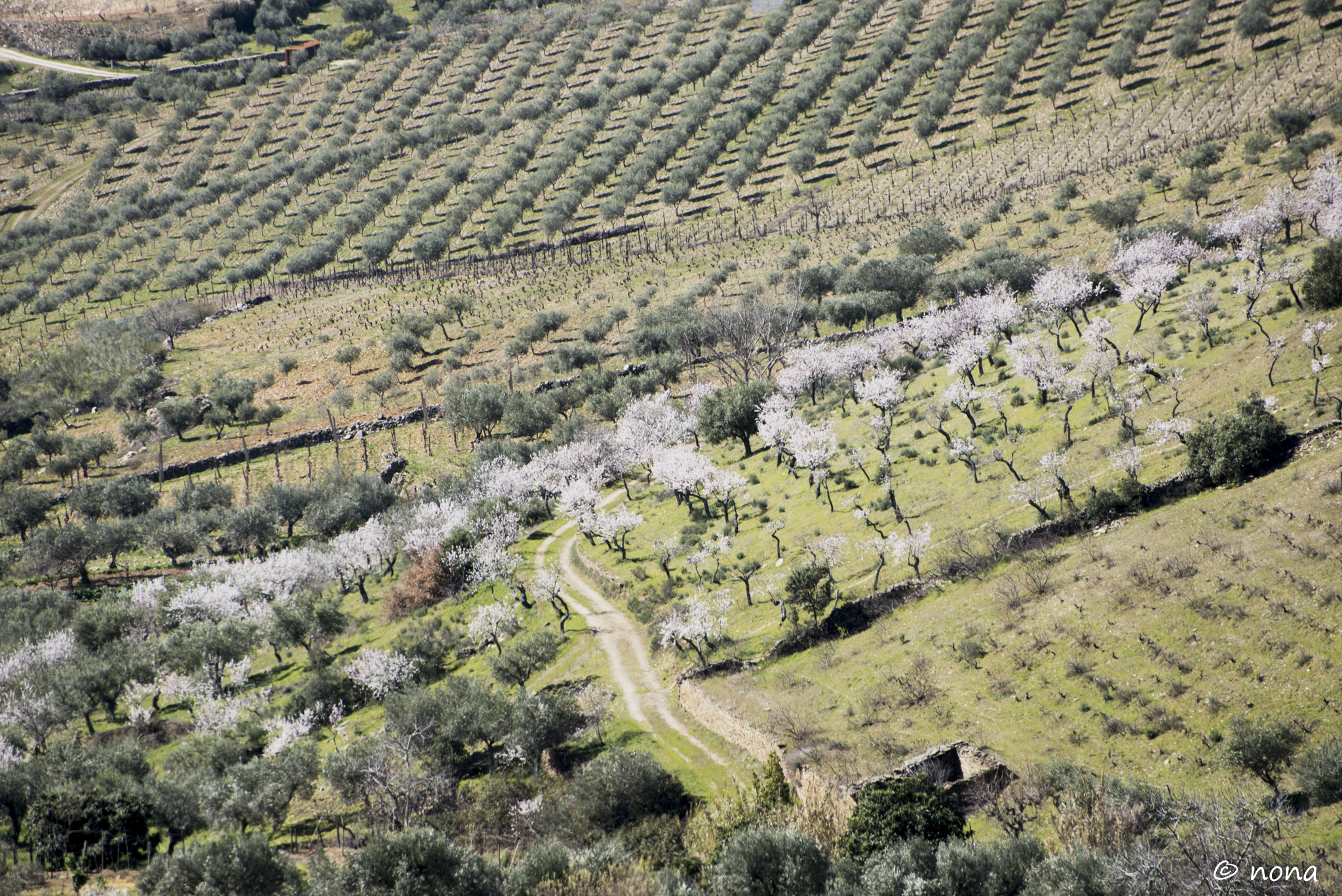 2015 - Rota das Amendoeiras (188).jpg