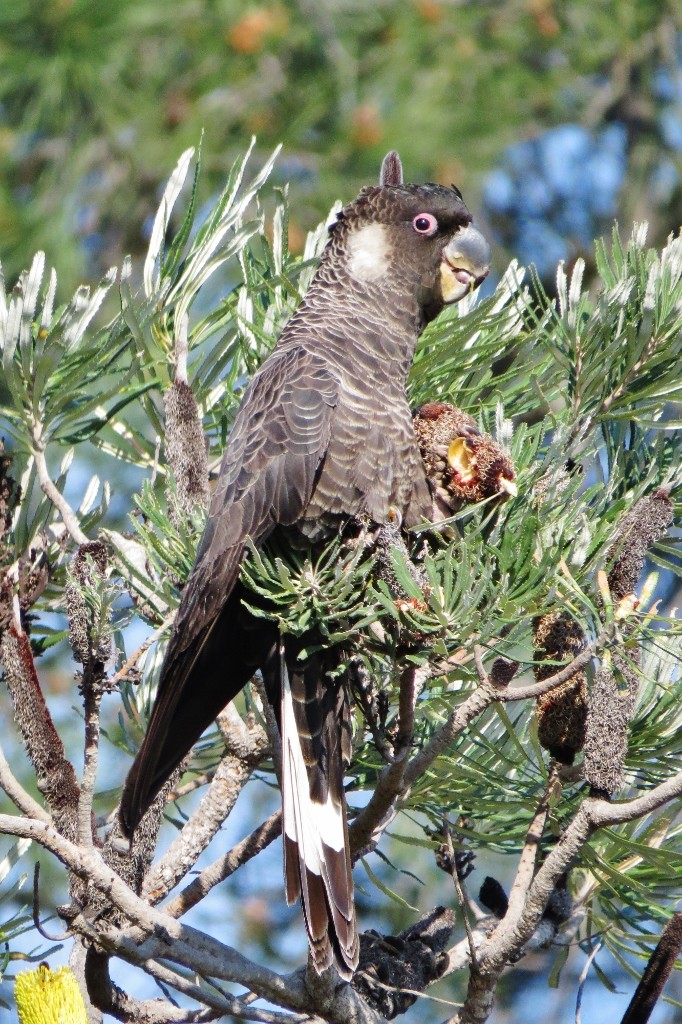 carnabys black-cockatoo a 10