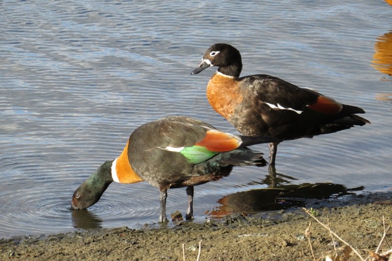 shelduck 5 (800x533)