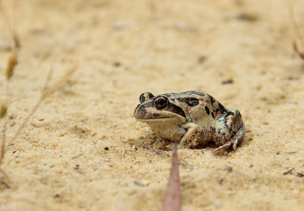 western banjo frog 1