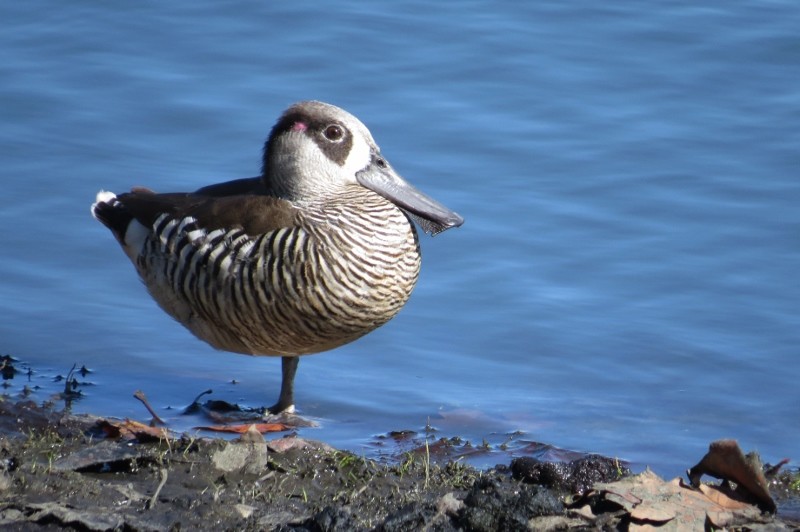 pink-eared duck 1 (800x532)
